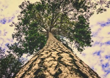 سرو معلق –  م.ص. آزاده