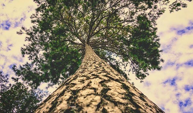 سرو معلق –  م.ص. آزاده