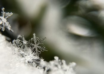 مثل هميشه –  نیکو فشندی