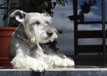 اولین حیوان با آزمایش مثبت از ویروس کرونا در تگزاس