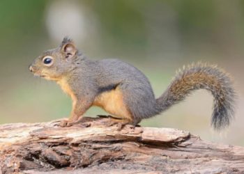 هجرت – داستانی از مهوش نوابی