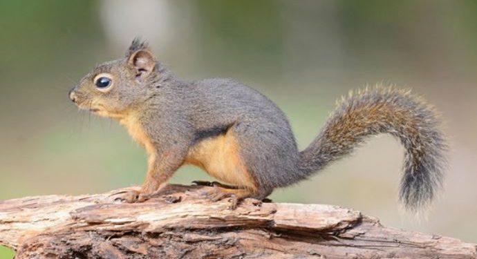 هجرت – داستانی از مهوش نوابی