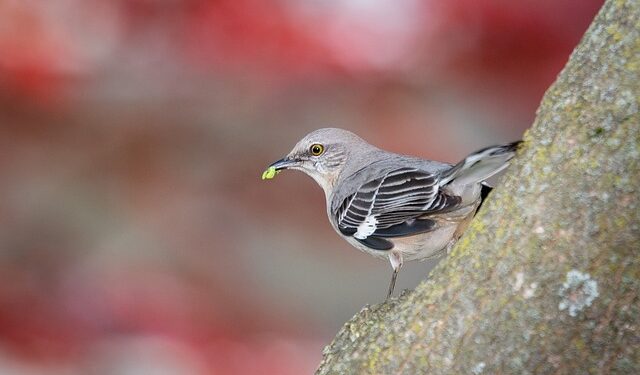 سلام همسایه – داستانی از جی جی میان آبی