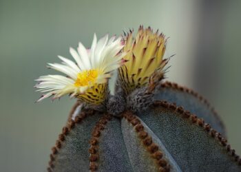 یک باغچه معمولی – داستانی از گیتا لاهیجی