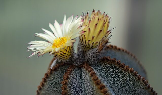 یک باغچه معمولی – داستانی از گیتا لاهیجی