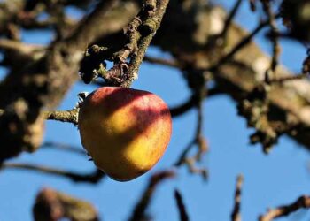 نادر چاخان و آخوند خمینی‌