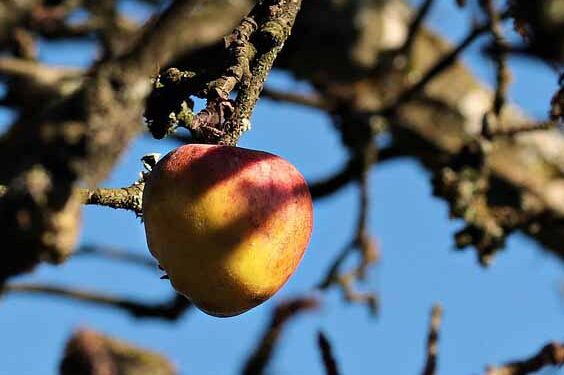 نادر چاخان و آخوند خمینی‌